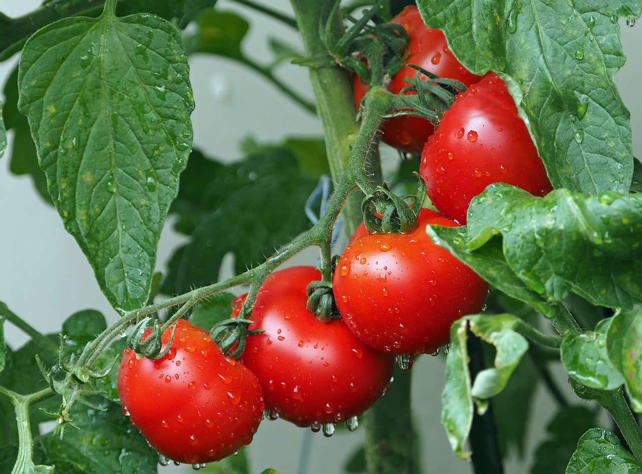 tomatoes, bio, balcony